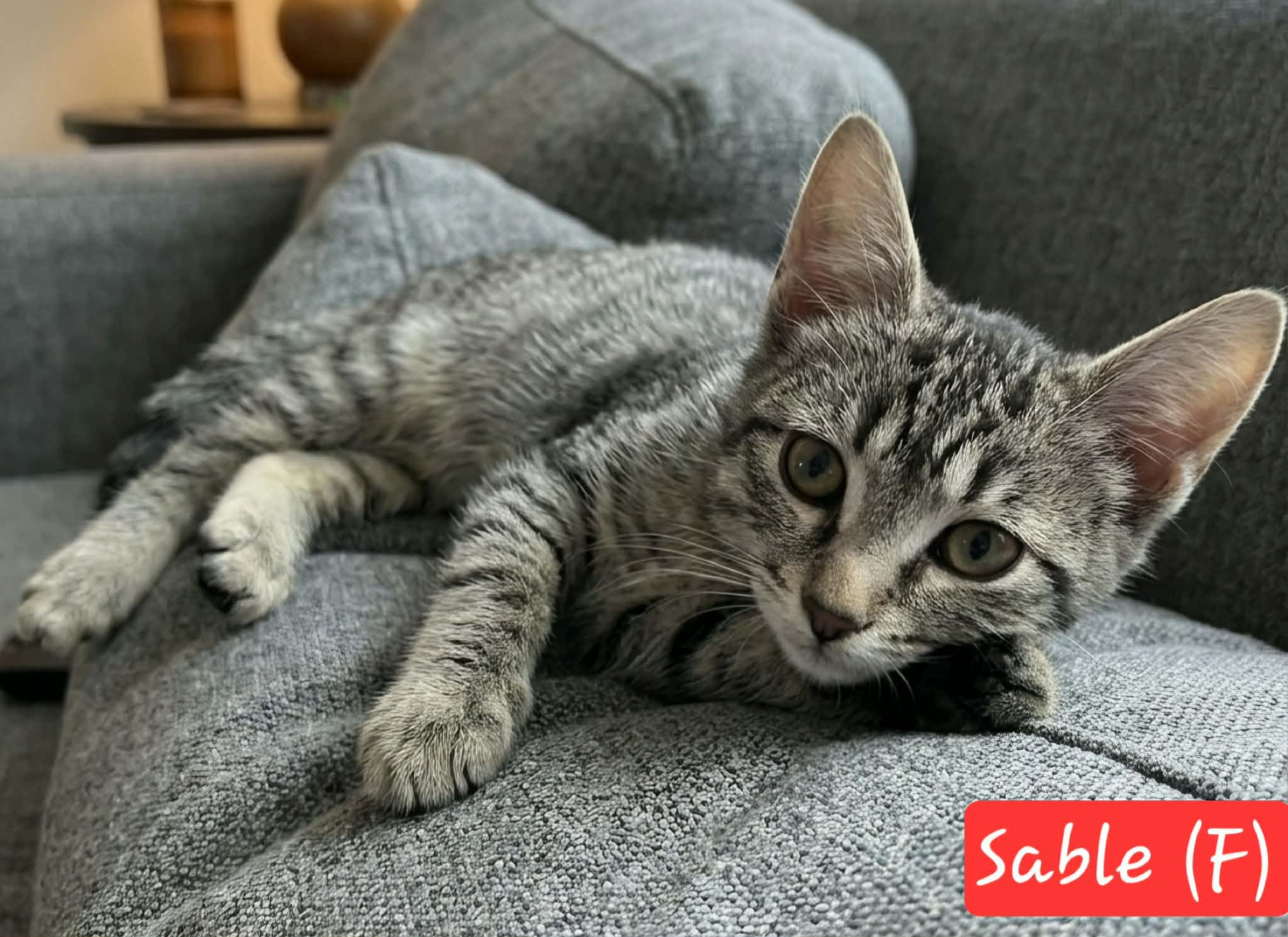 Sable, ADOPTABLE, Kitten Female Domestic Short Hair.