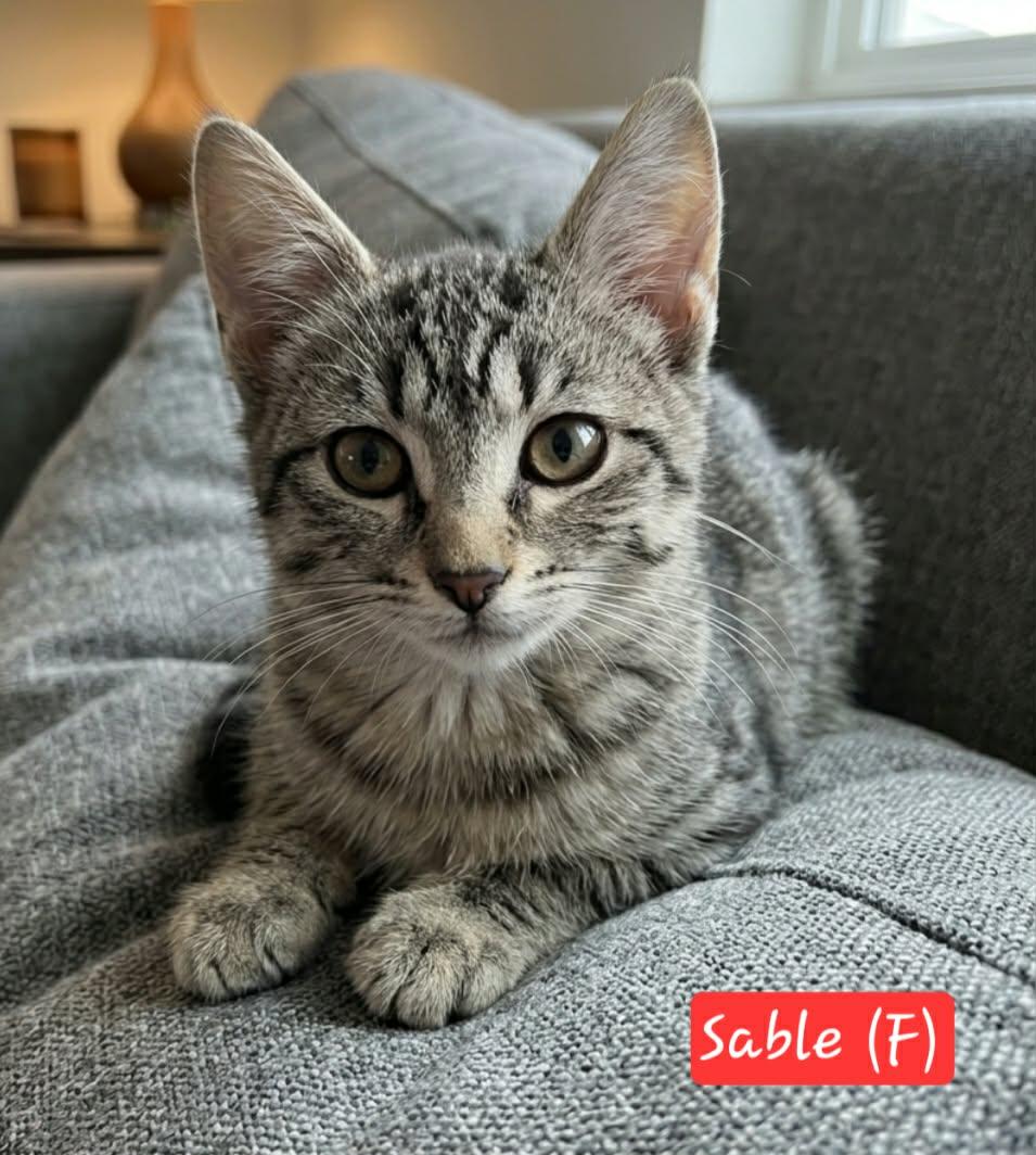 Sable, a ADOPTABLE Domestic Short Hair in Bonney Lake, WA image 2/2