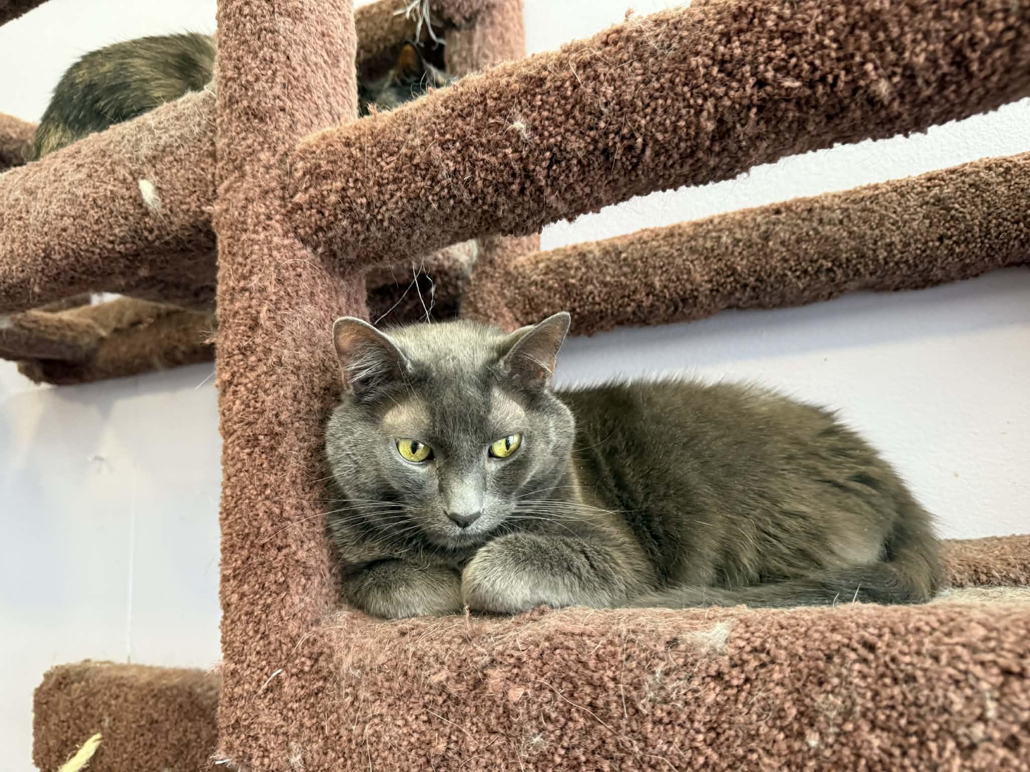 Enlarge Scooter (cat café) , an adoptable Domestic Short Hair in West Lafayette, IN image 5/5