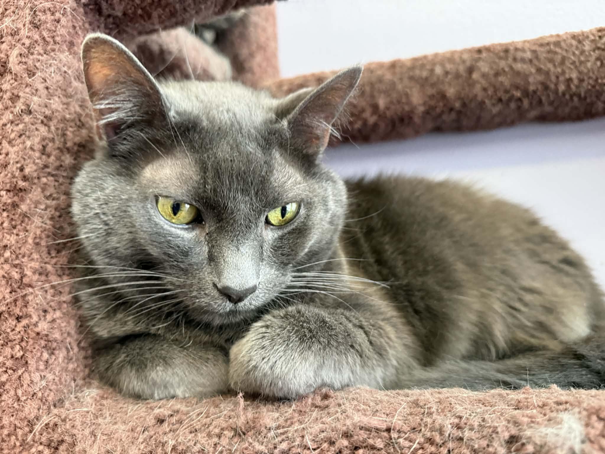 Scooter (cat café) , adoptable, Senior Male Domestic Short Hair.