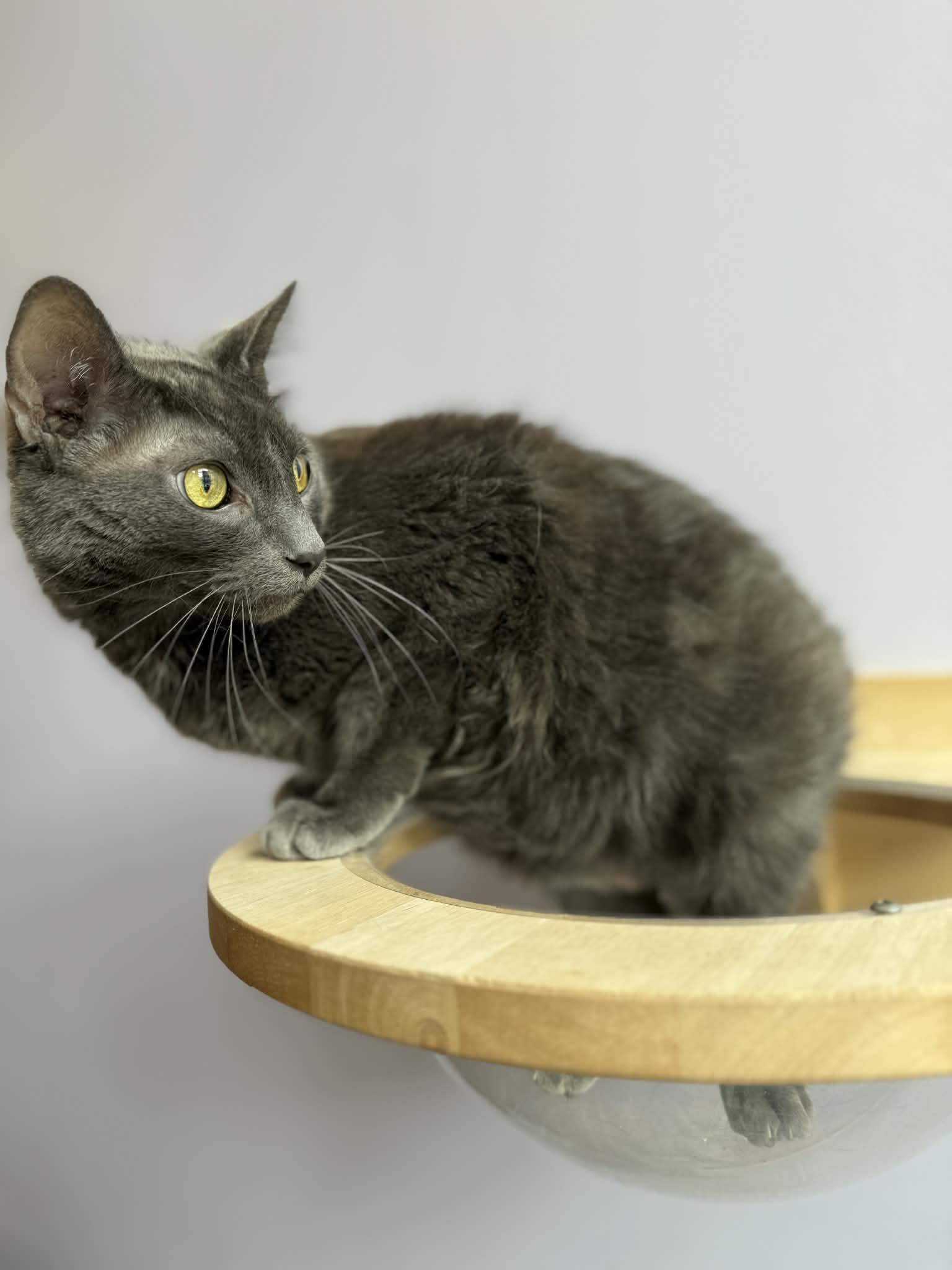 Enlarge Scooter (cat café) , an adoptable Domestic Short Hair in West Lafayette, IN image 4/5