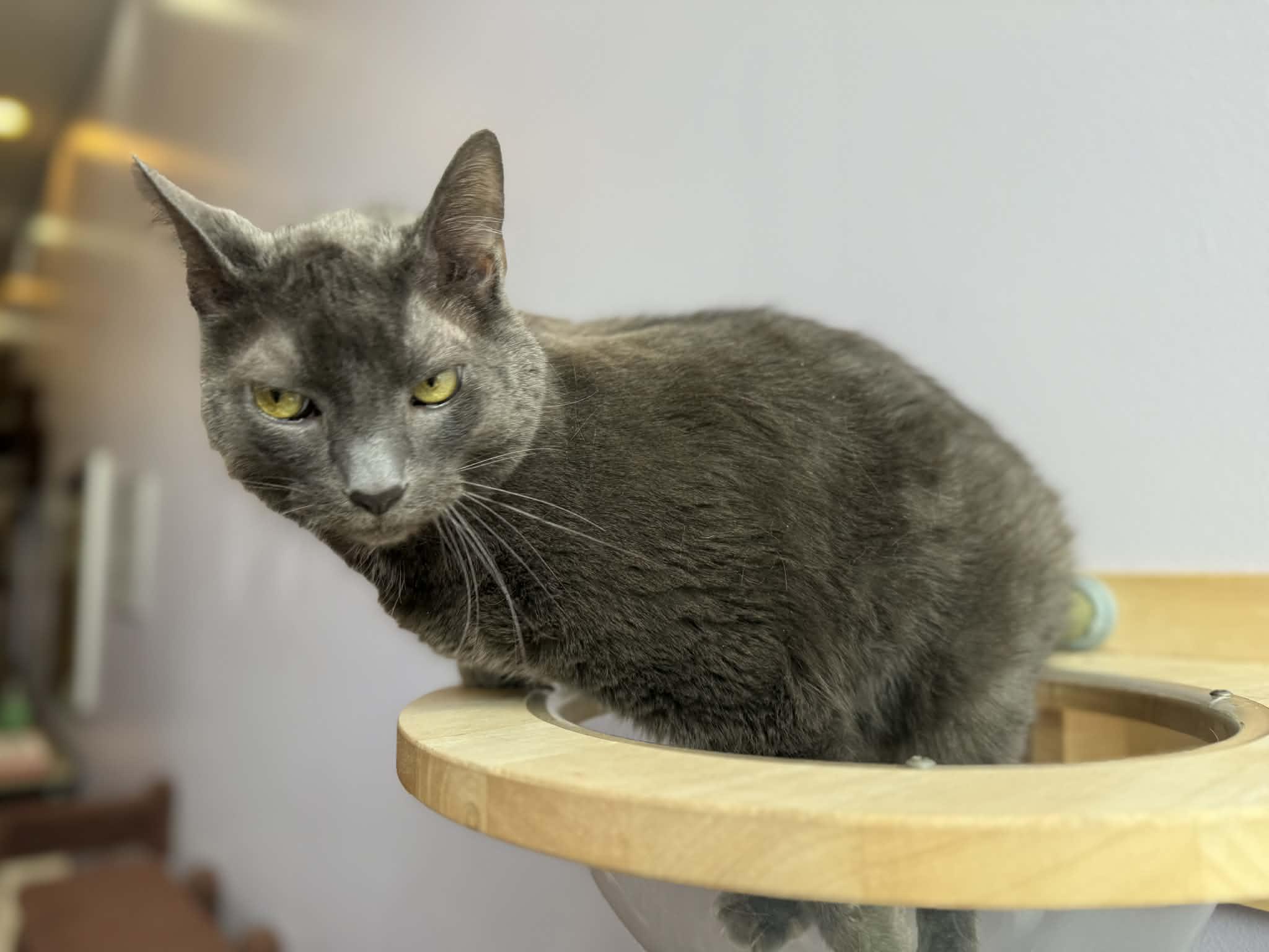 Enlarge Scooter (cat café) , an adoptable Domestic Short Hair in West Lafayette, IN image 2/5