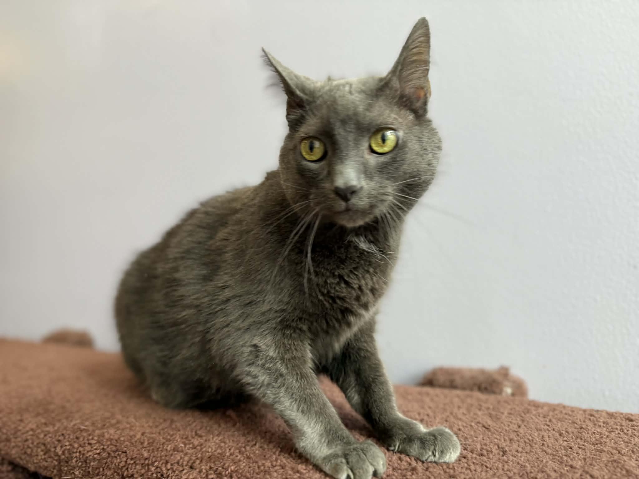 Enlarge Scooter (cat café) , an adoptable Domestic Short Hair in West Lafayette, IN image 3/5