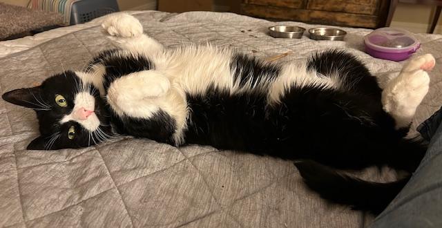 Enlarge Soji, a Adoptable Domestic Medium Hair in Las Vegas, NV image 2/2