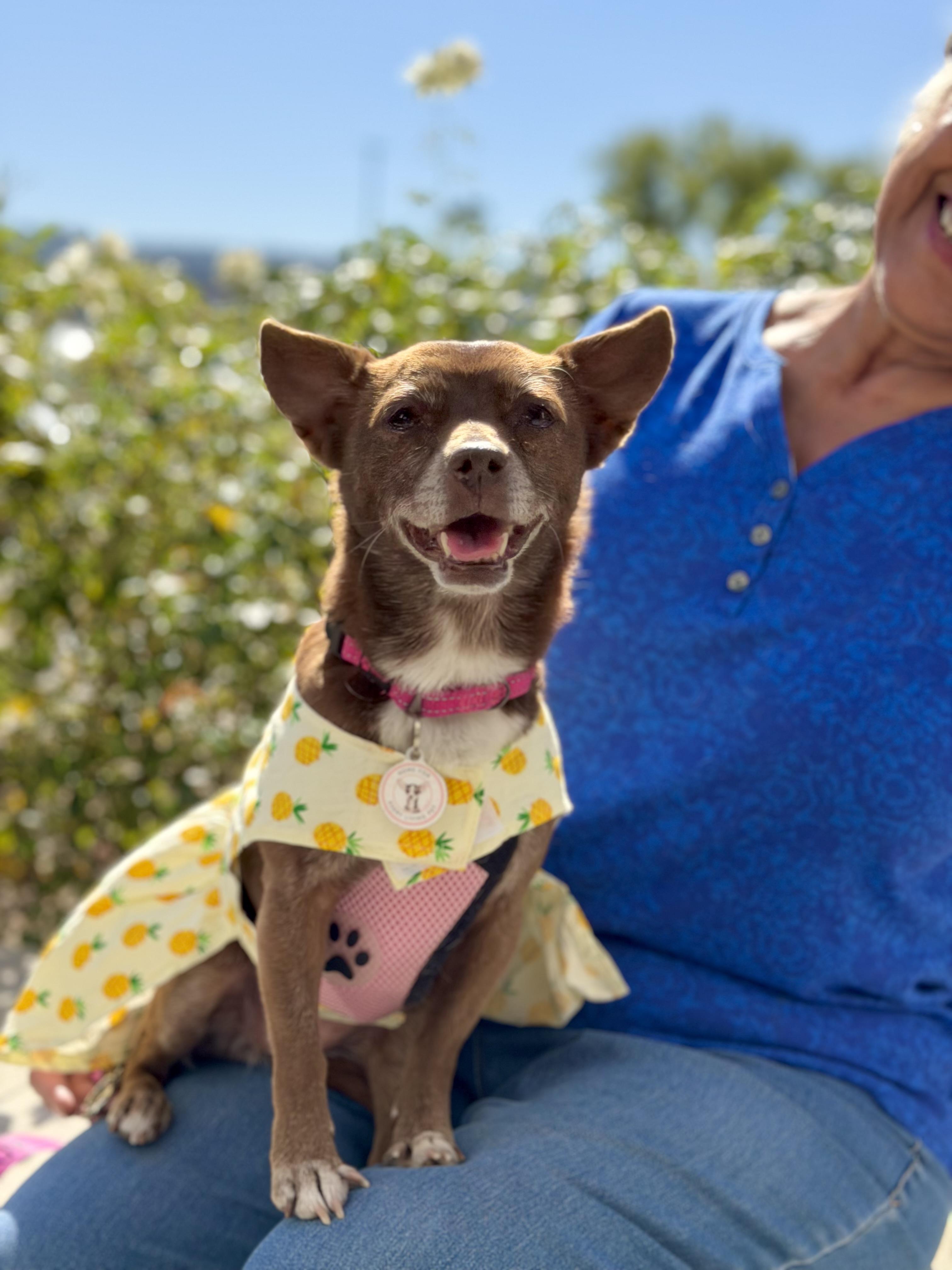 Vivienne, ADOPTABLE, Senior Female Chihuahua.
