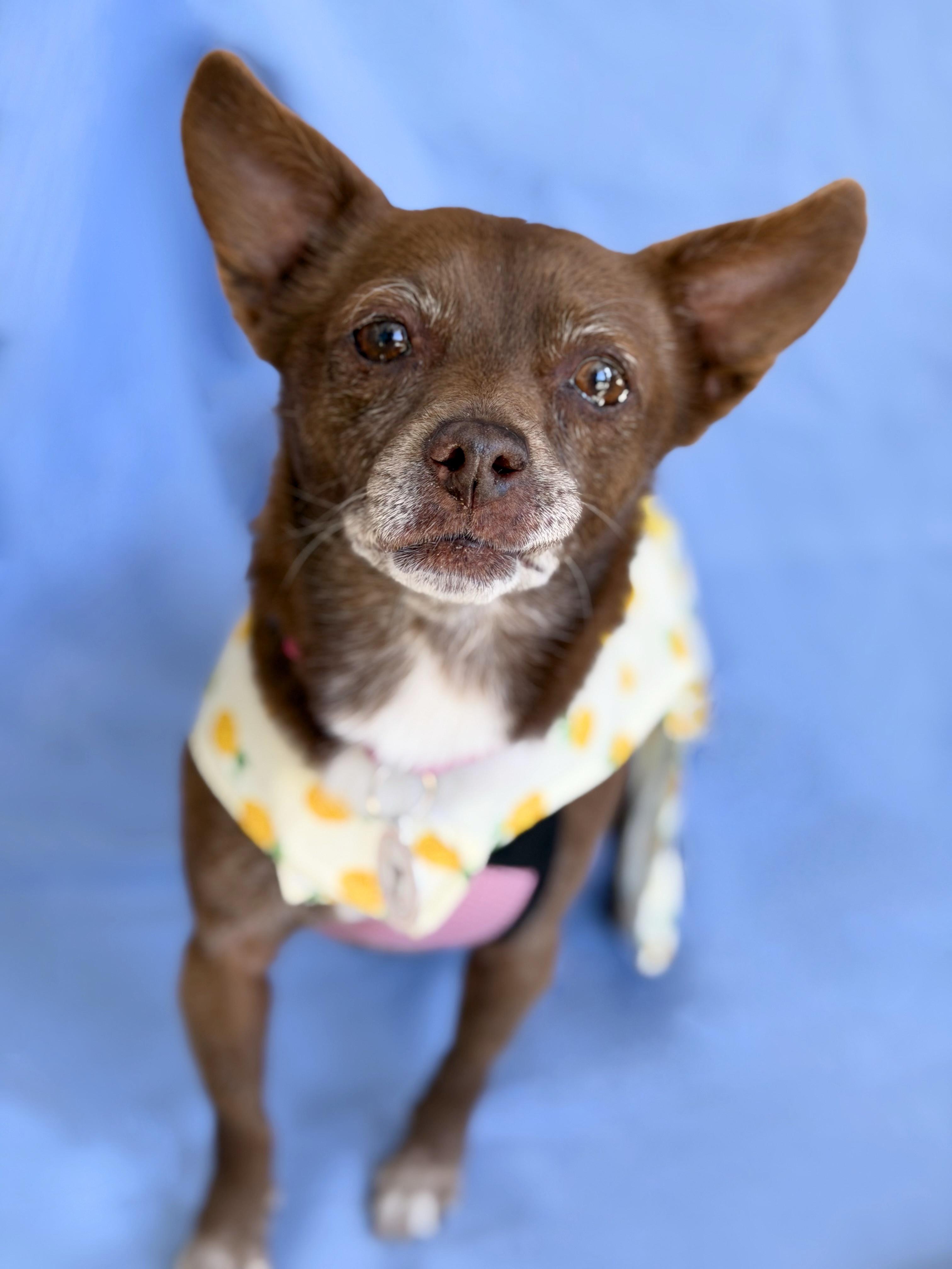 Enlarge Vivienne, a ADOPTABLE mixed breed in Rancho Palos Verdes, CA image 2/6