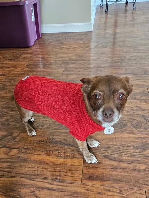 Enlarge Vivienne, a ADOPTABLE mixed breed in Rancho Palos Verdes, CA image 3/6