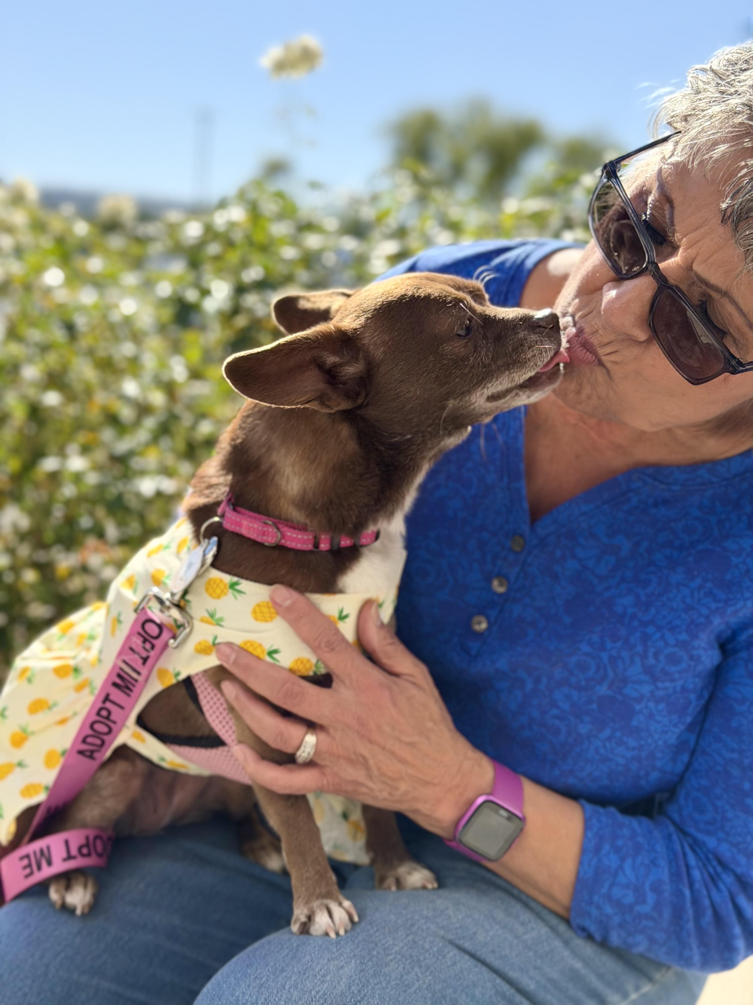 Enlarge Vivienne, a ADOPTABLE mixed breed in Rancho Palos Verdes, CA image 3/6