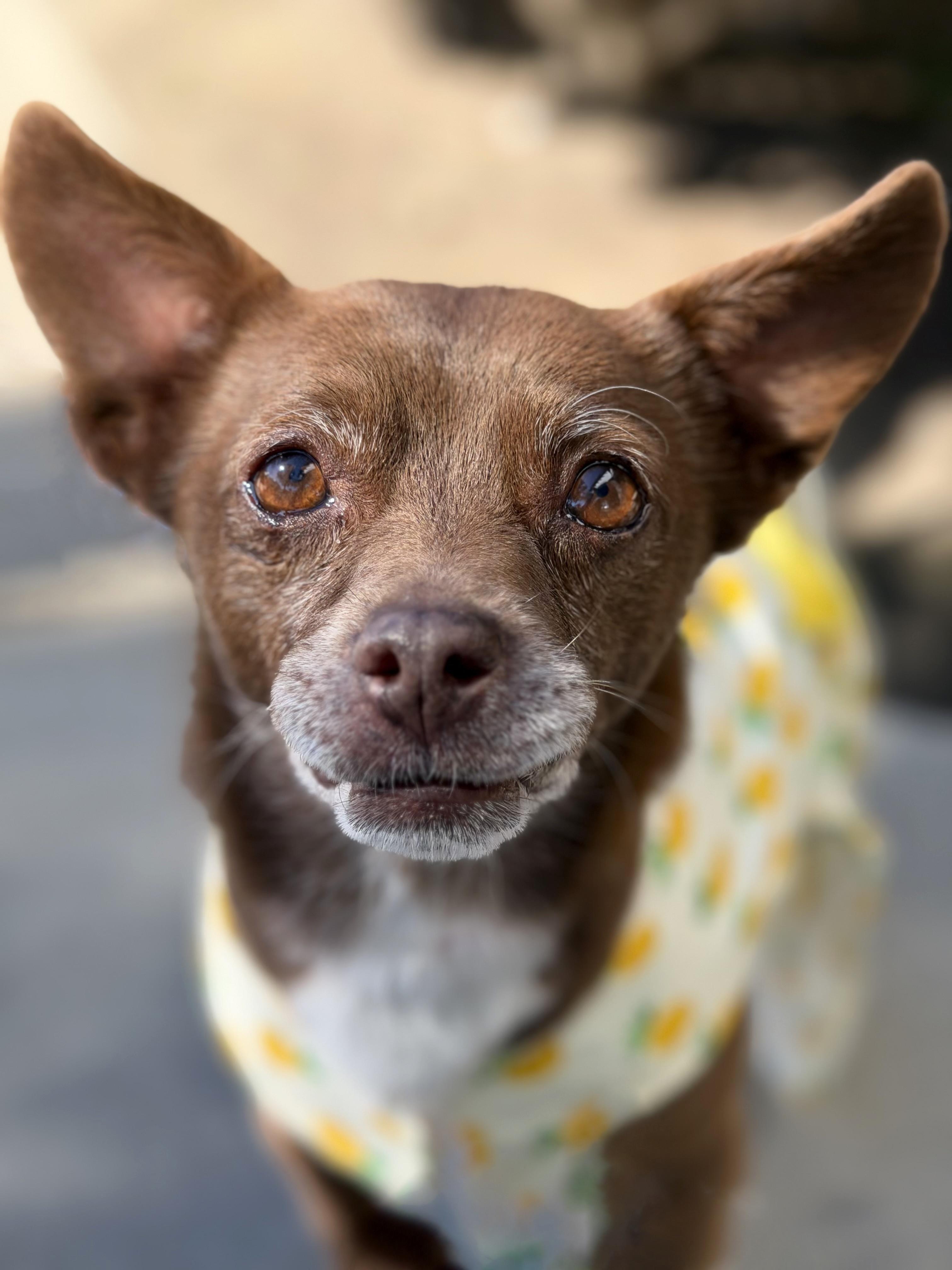 Enlarge Vivienne, a ADOPTABLE mixed breed in Rancho Palos Verdes, CA image 5/6