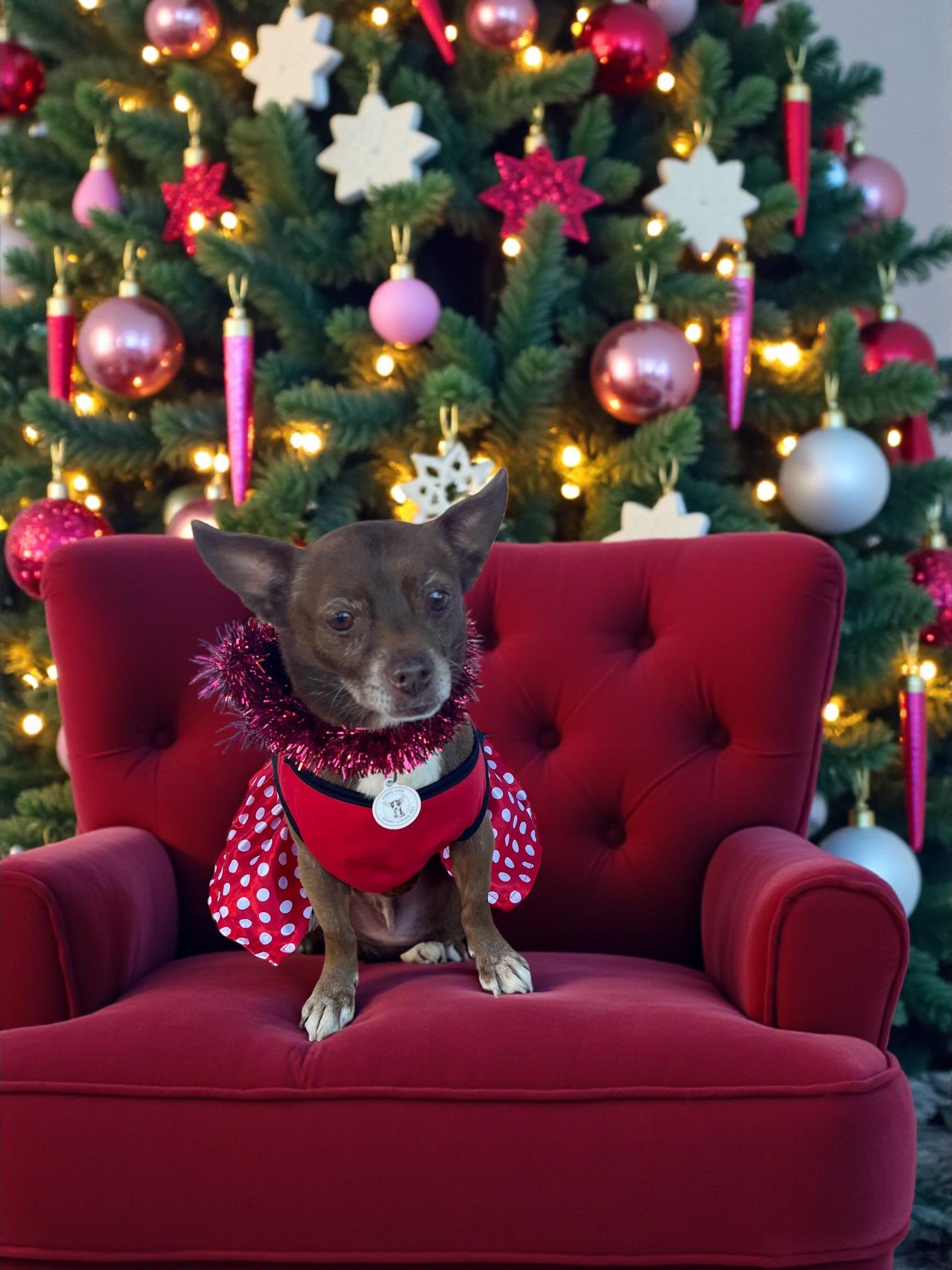 Enlarge Vivienne, a ADOPTABLE mixed breed in Rancho Palos Verdes, CA image 1/6