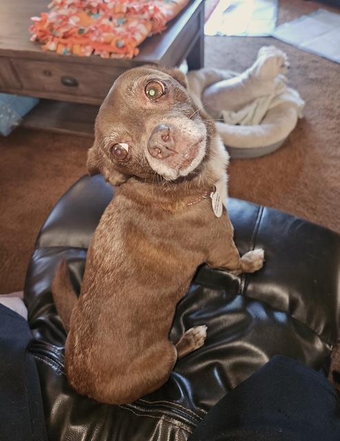 Enlarge Vivienne, a ADOPTABLE mixed breed in Rancho Palos Verdes, CA image 6/6