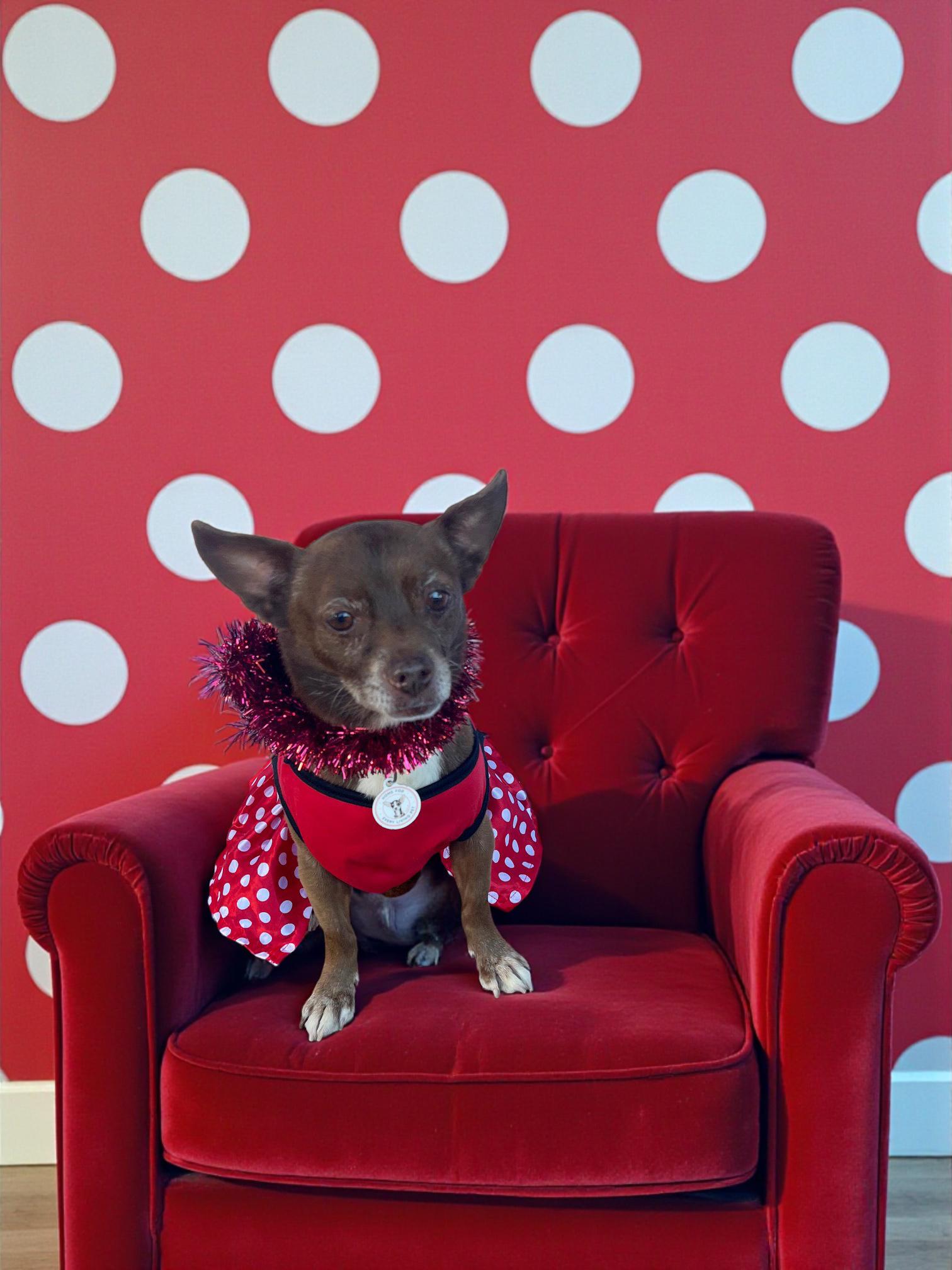 Enlarge Vivienne, a ADOPTABLE mixed breed in Rancho Palos Verdes, CA image 2/6