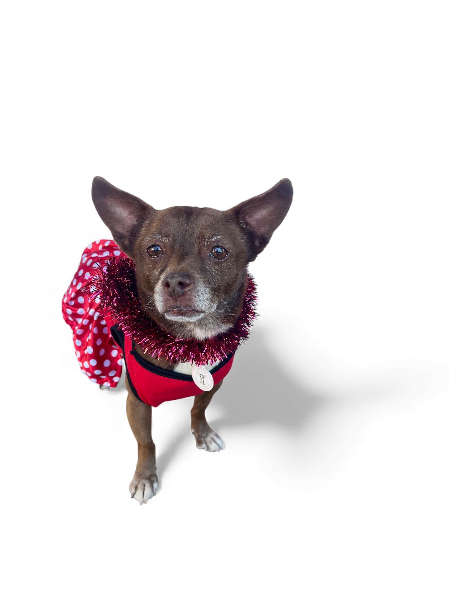 Vivienne, ADOPTABLE, Senior Female Chihuahua.