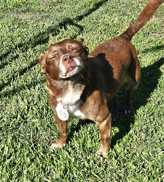 Enlarge Vivienne, a ADOPTABLE mixed breed in Rancho Palos Verdes, CA image 4/6