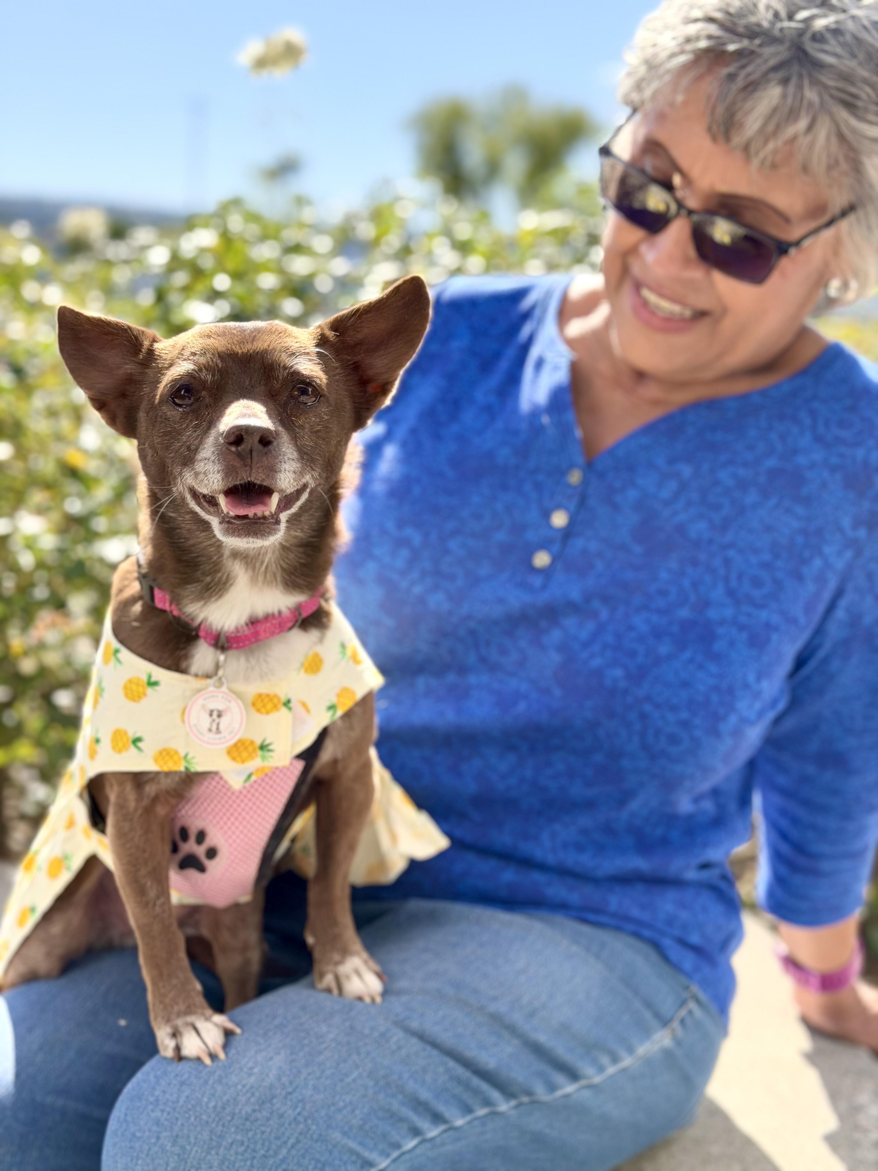 Enlarge Vivienne, a ADOPTABLE mixed breed in Rancho Palos Verdes, CA image 4/6