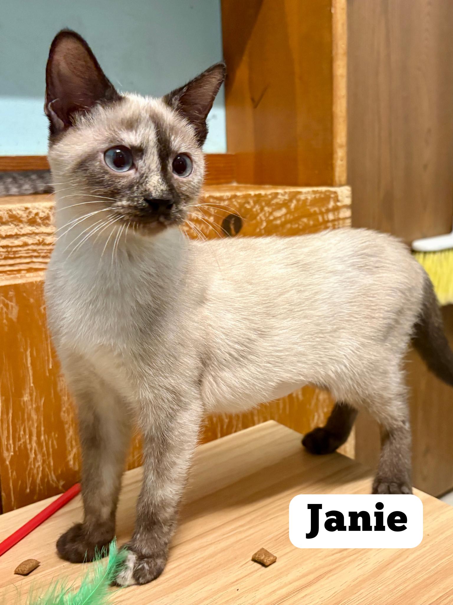 Janie, adopted, Young Female Siamese.