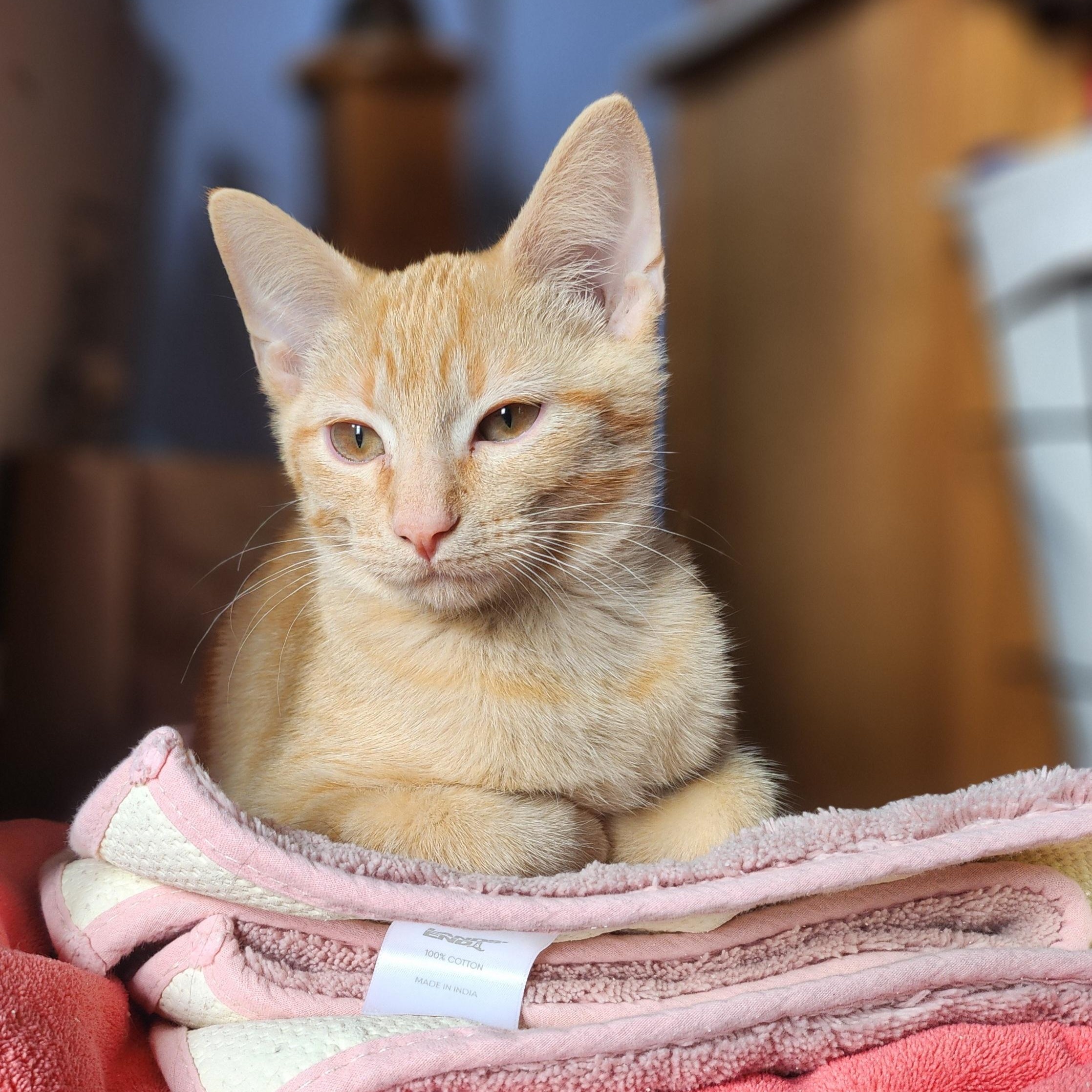 Enlarge GNOCCHI, an adoptable Domestic Short Hair in La Crescent, MN image 4/5