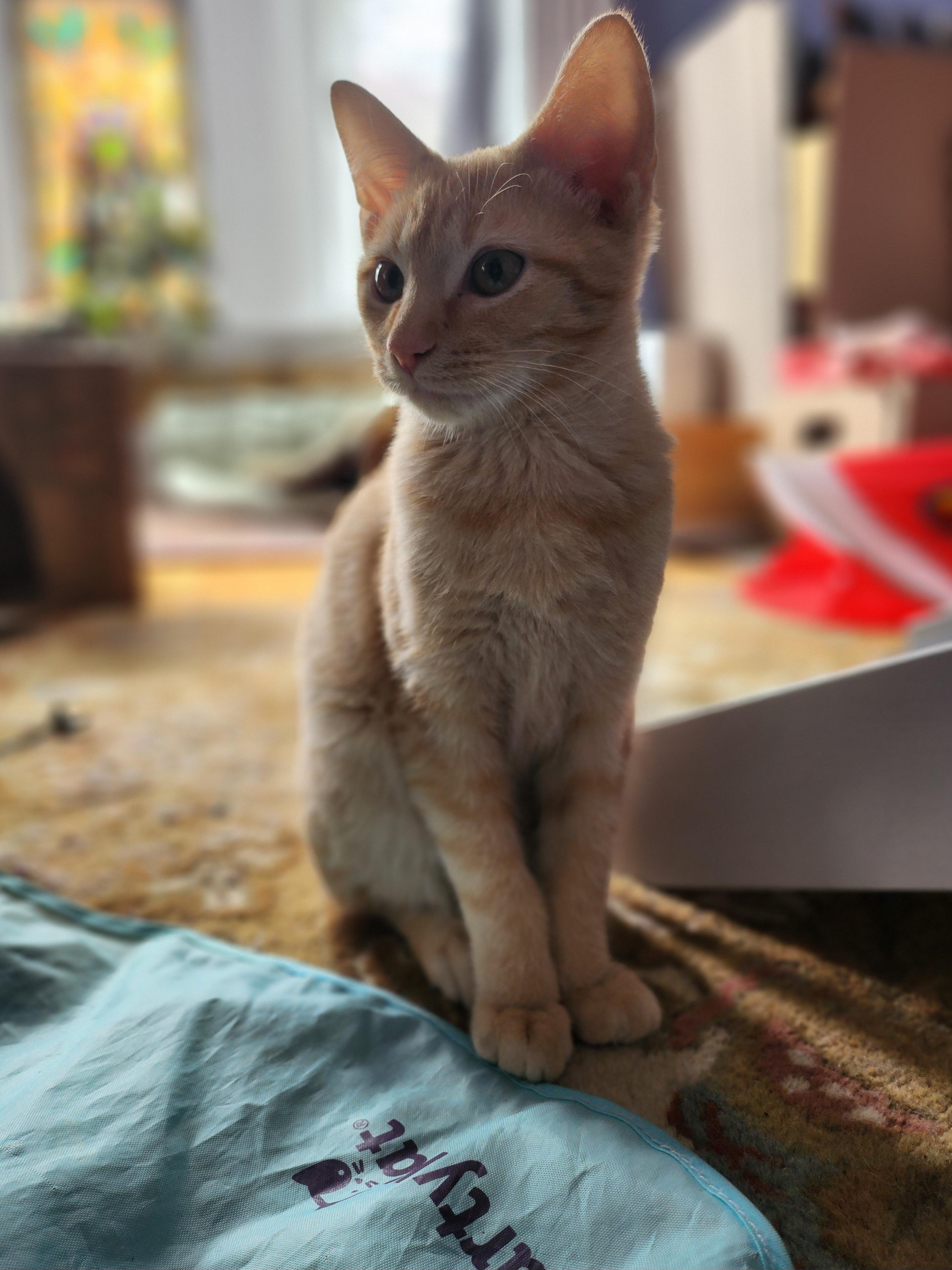 Enlarge GNOCCHI, an adoptable Domestic Short Hair in La Crescent, MN image 2/5