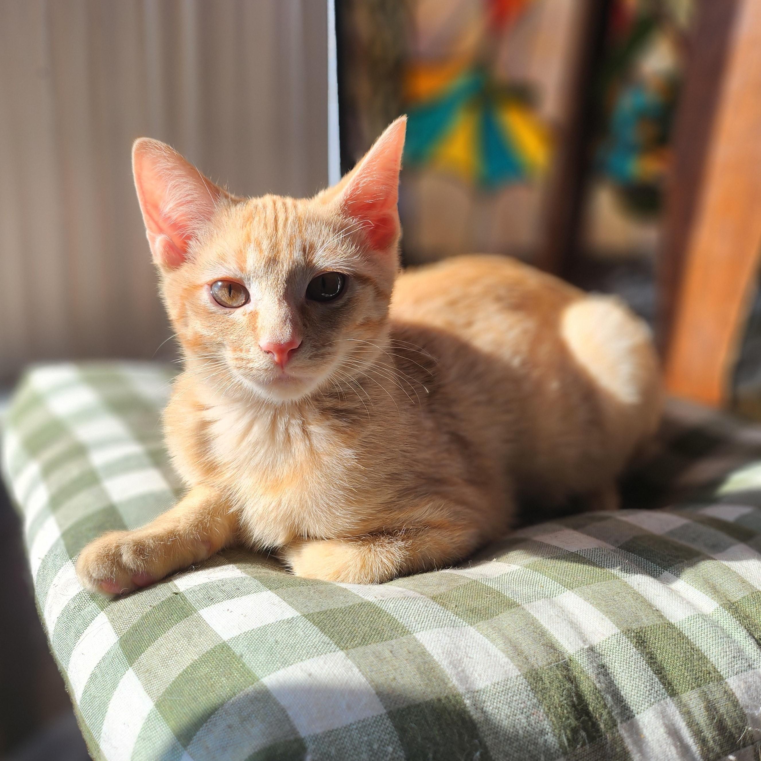 Enlarge GNOCCHI, an adoptable Domestic Short Hair in La Crescent, MN image 3/5