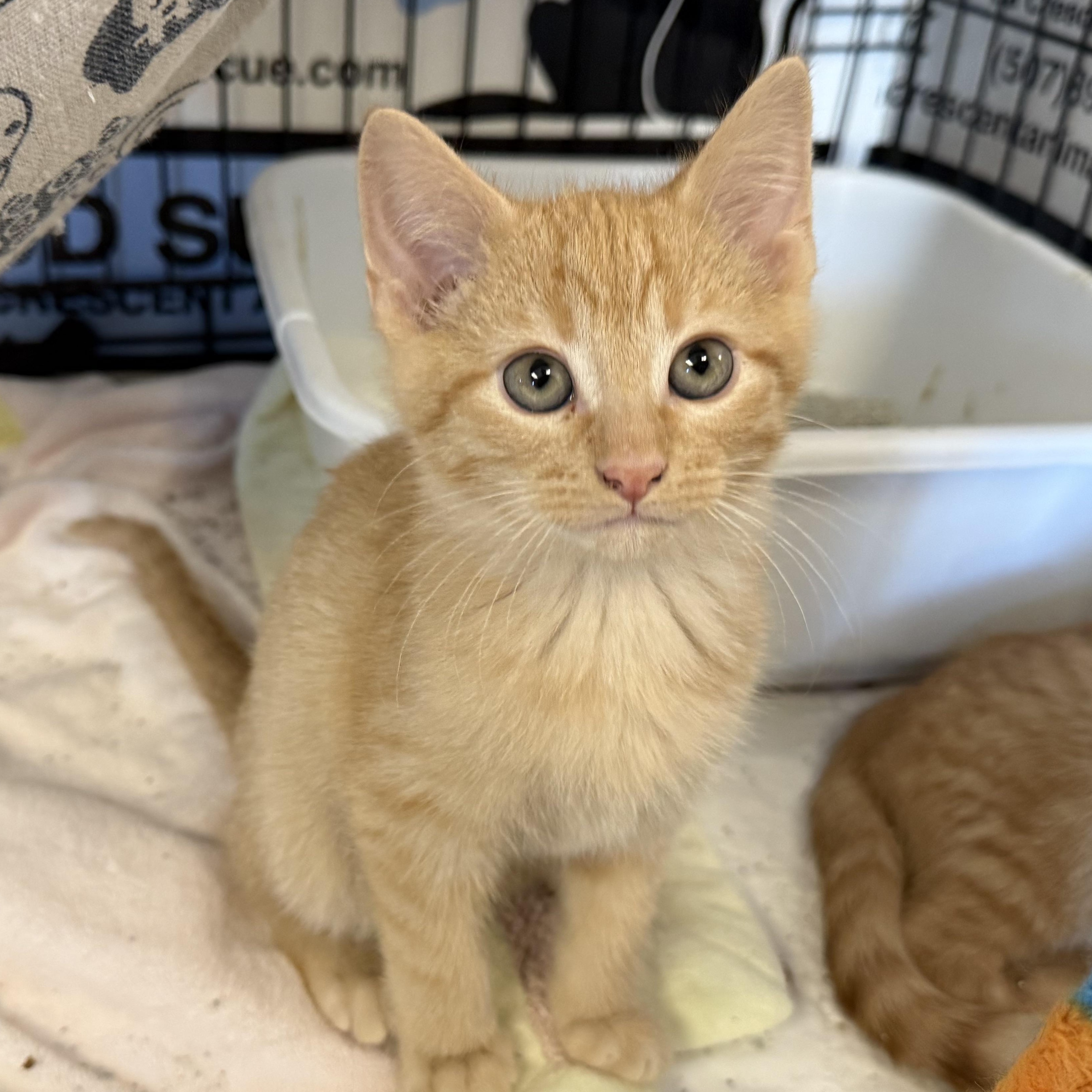 Enlarge GNOCCHI, an adoptable Domestic Short Hair in La Crescent, MN image 5/5