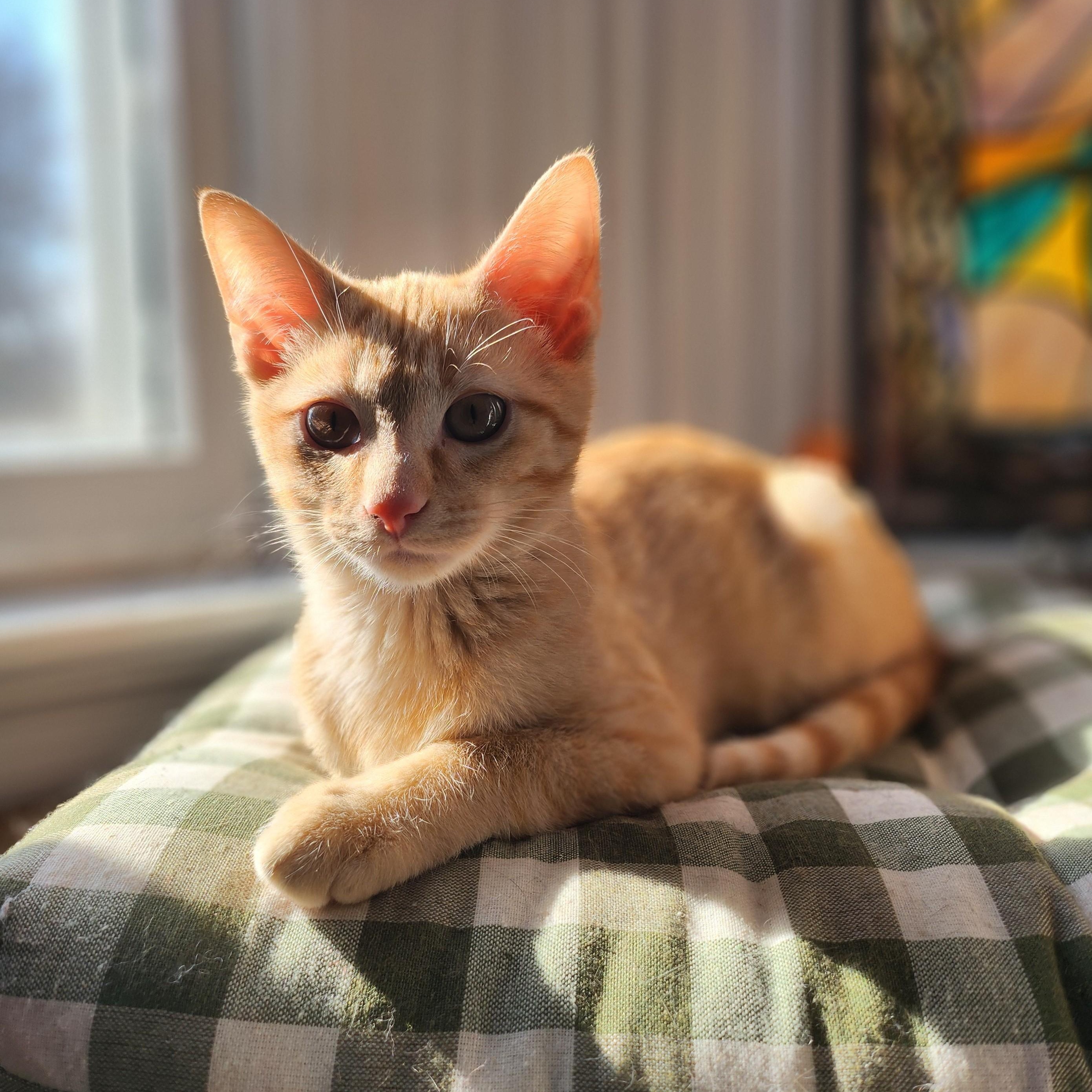 GNOCCHI, adoptable, Kitten Male Domestic Short Hair.