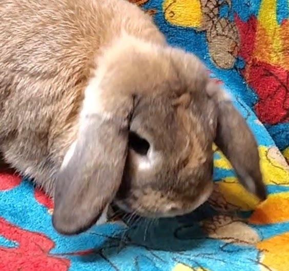 Benjamin, Adoptable, Adult Male Lop Eared.