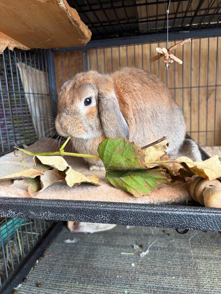 Enlarge Benjamin, a Adoptable Lop Eared in Dallas, PA image 2/4