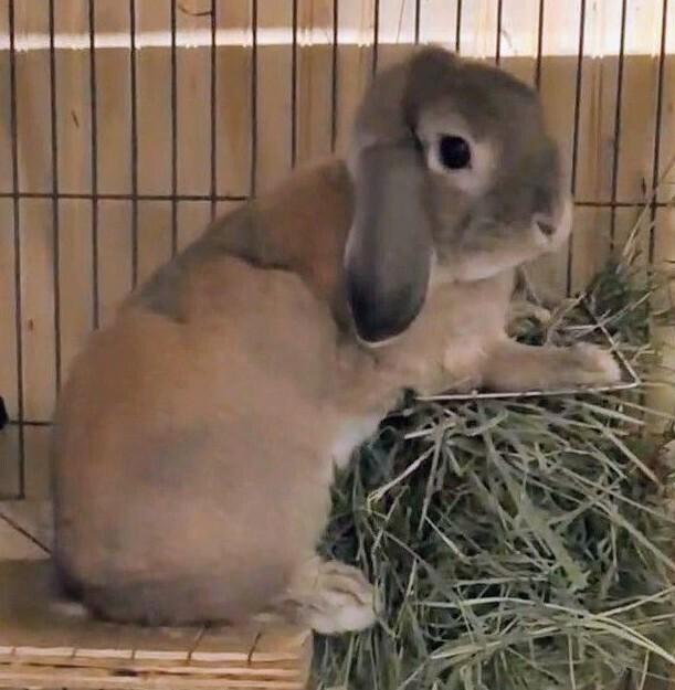 Benjamin, Adoptable, Adult Male Lop Eared.