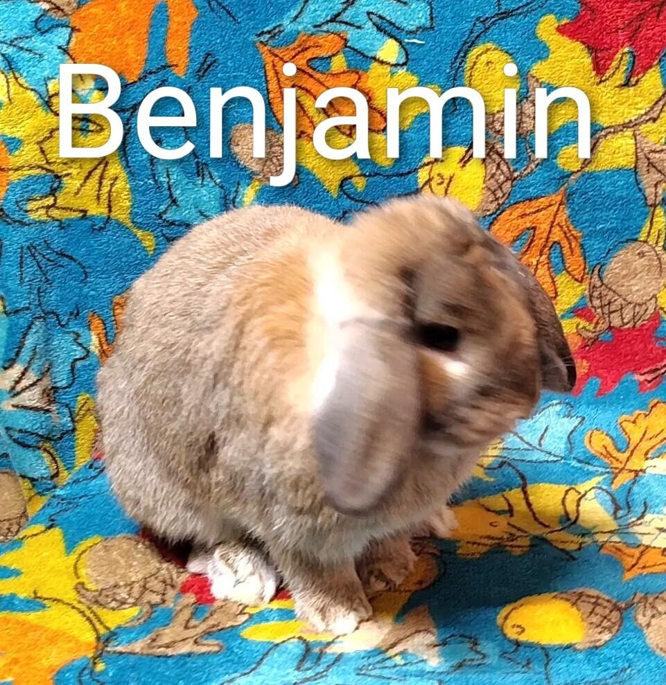 Enlarge Benjamin, a Adoptable Lop Eared in Dallas, PA image 4/4