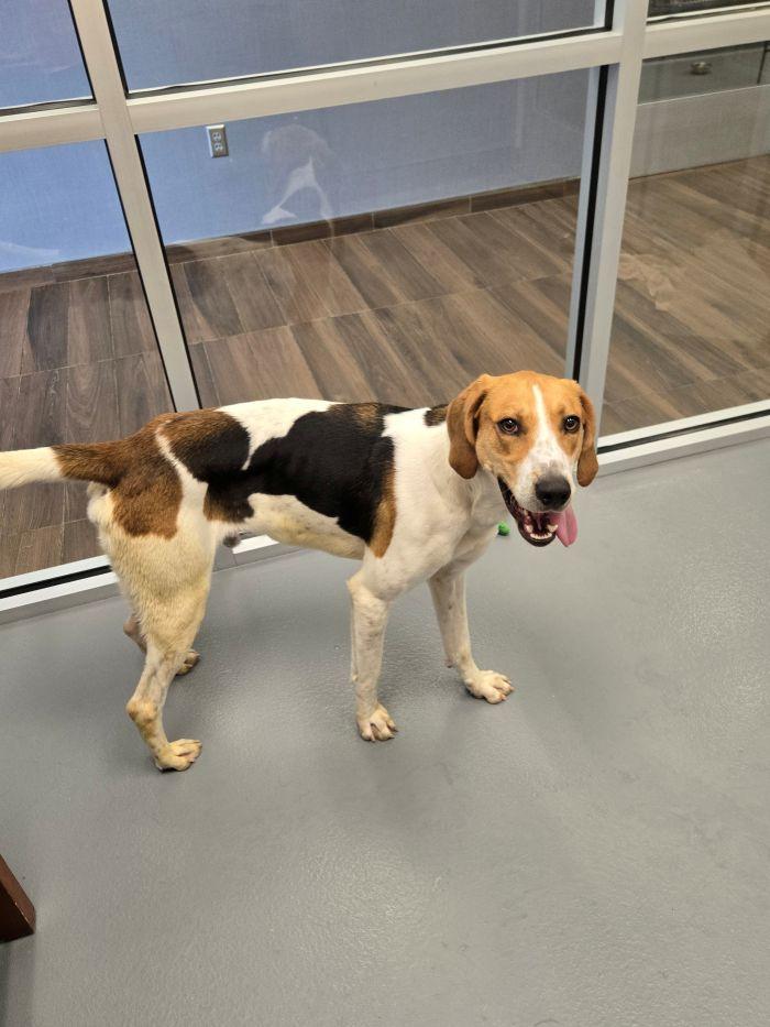 Kevin, Adoptable, Young Male Hound.