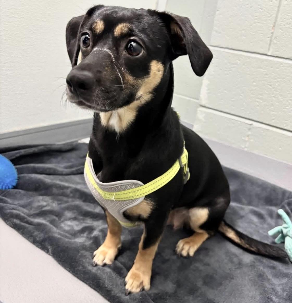 Enlarge Maggie, an adopted Dachshund in Mount Prospect, IL image 6/6