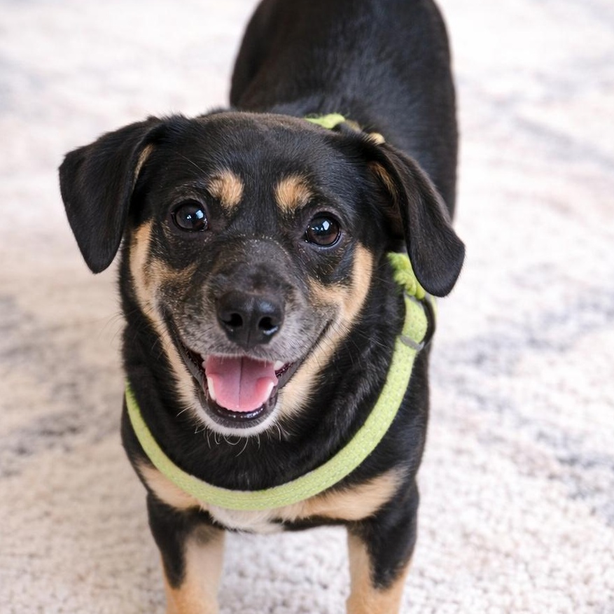 Enlarge Maggie, an adopted Dachshund in Mount Prospect, IL image 4/6