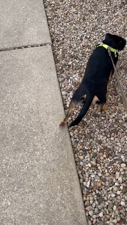 Enlarge Maggie, an adopted Dachshund in Mount Prospect, IL video 5/6