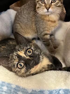 Bellatrix, Adopted, Kitten Female Domestic Short Hair.