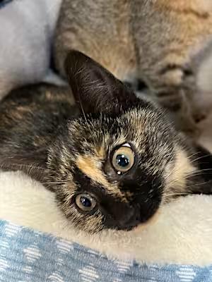 Enlarge Bellatrix, a Adopted Domestic Short Hair in Northlake, IL image 2/3