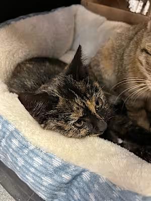 Enlarge Bellatrix, a Adopted Domestic Short Hair in Northlake, IL image 3/3