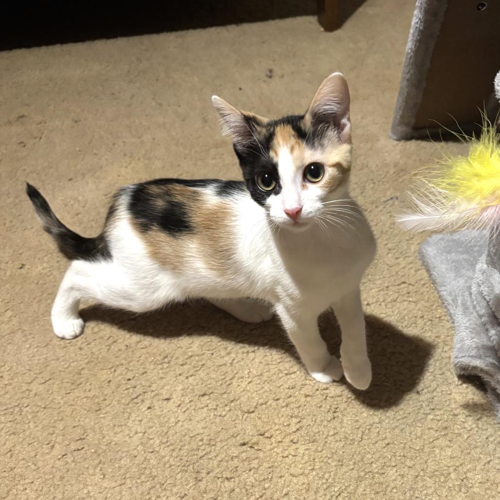 Ada Jane, Adoptable, Kitten Female Domestic Short Hair.
