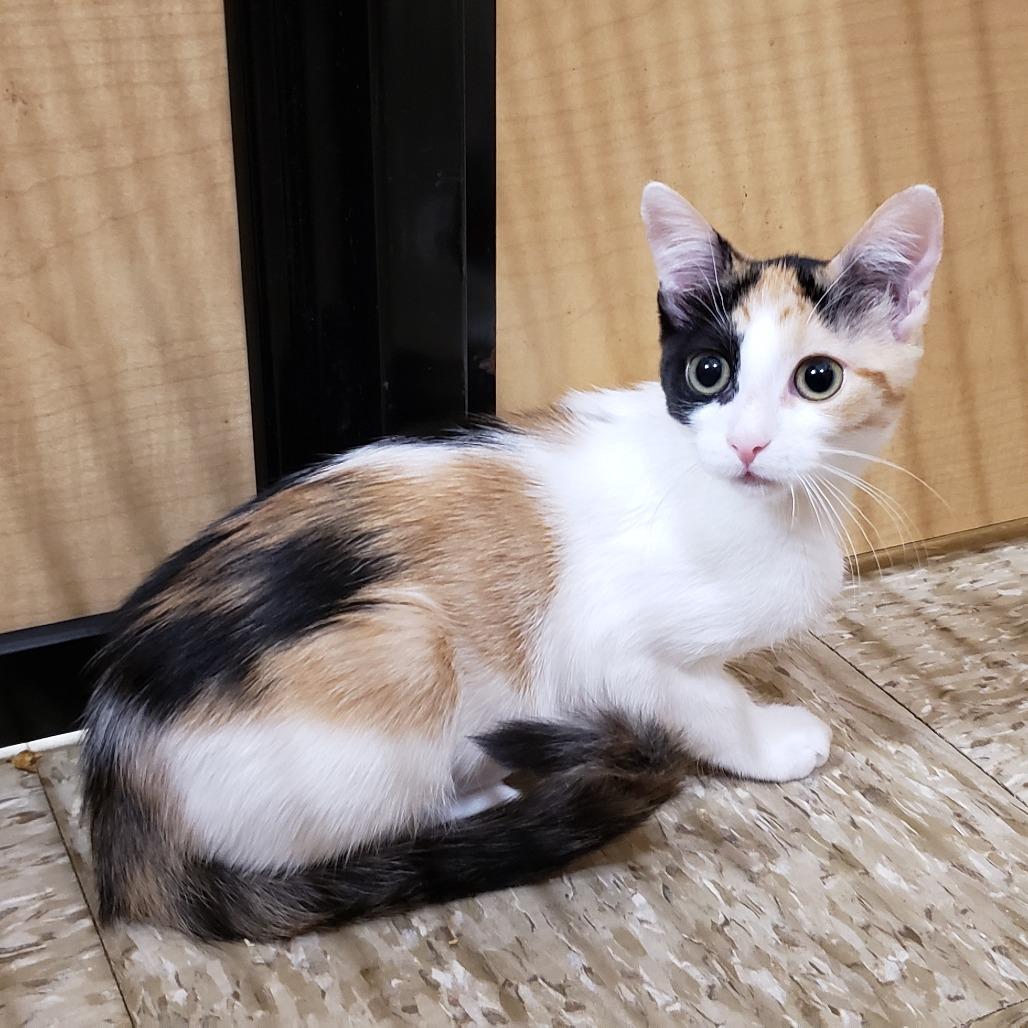 Enlarge Ada Jane, a Adoptable Domestic Short Hair in Bulverde, TX image 2/5
