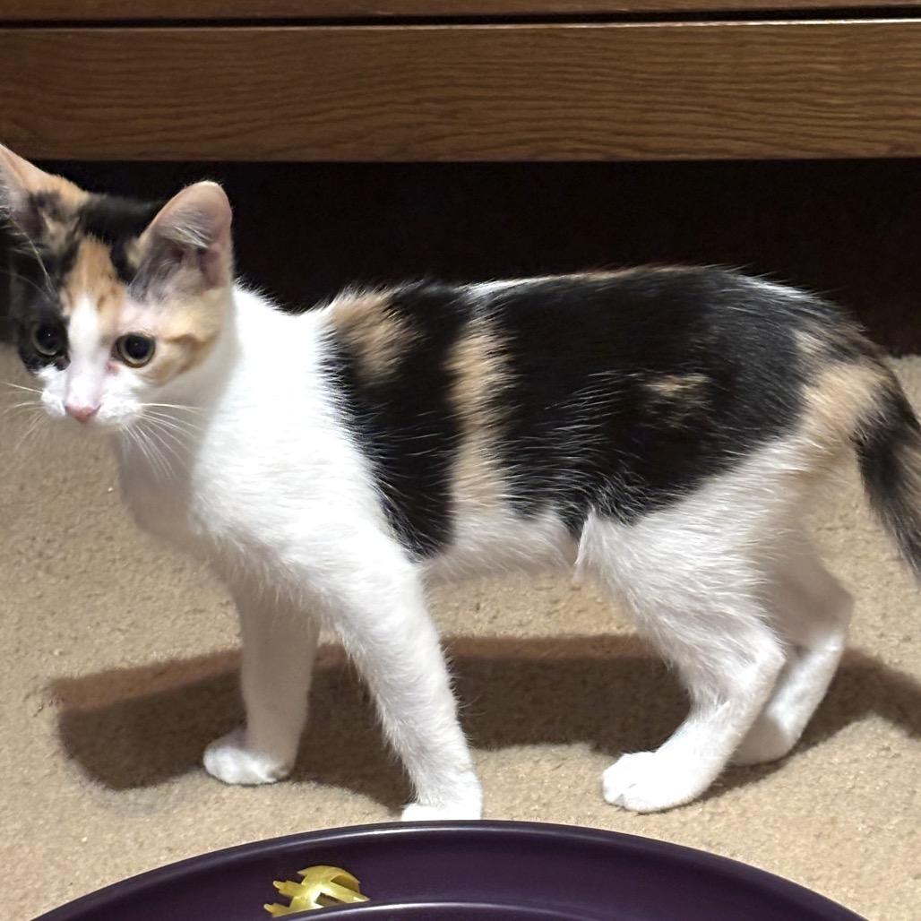 Enlarge Ada Jane, a Adoptable Domestic Short Hair in Bulverde, TX image 3/5