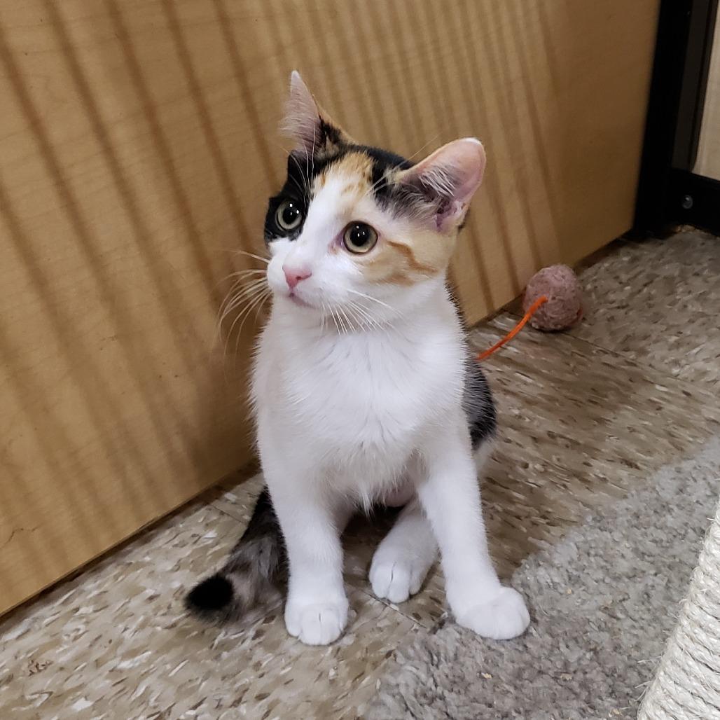 Enlarge Ada Jane, a Adoptable Domestic Short Hair in Bulverde, TX image 4/5