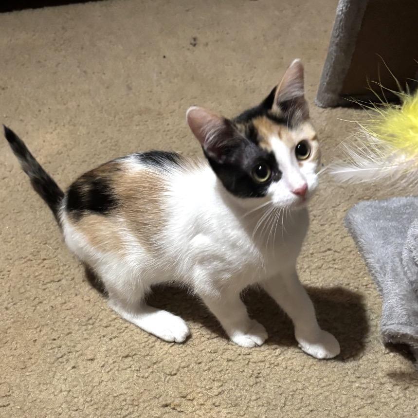 Enlarge Ada Jane, a Adoptable Domestic Short Hair in Bulverde, TX image 5/5