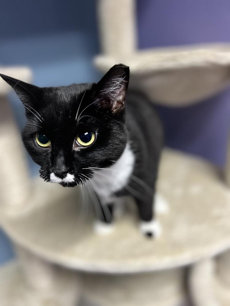 Enlarge Ms Stash, a Adoptable mixed breed in Temperance, MI image 1/1