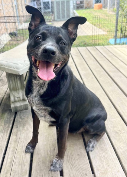 Charli, a Adoptable Mixed Breed in Georgetown, TX image 1/3