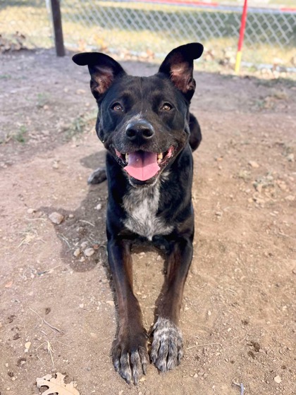 Charli, a Adoptable Mixed Breed in Georgetown, TX image 2/3