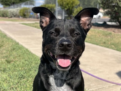 Charli, a Adoptable Mixed Breed in Georgetown, TX image 3/3