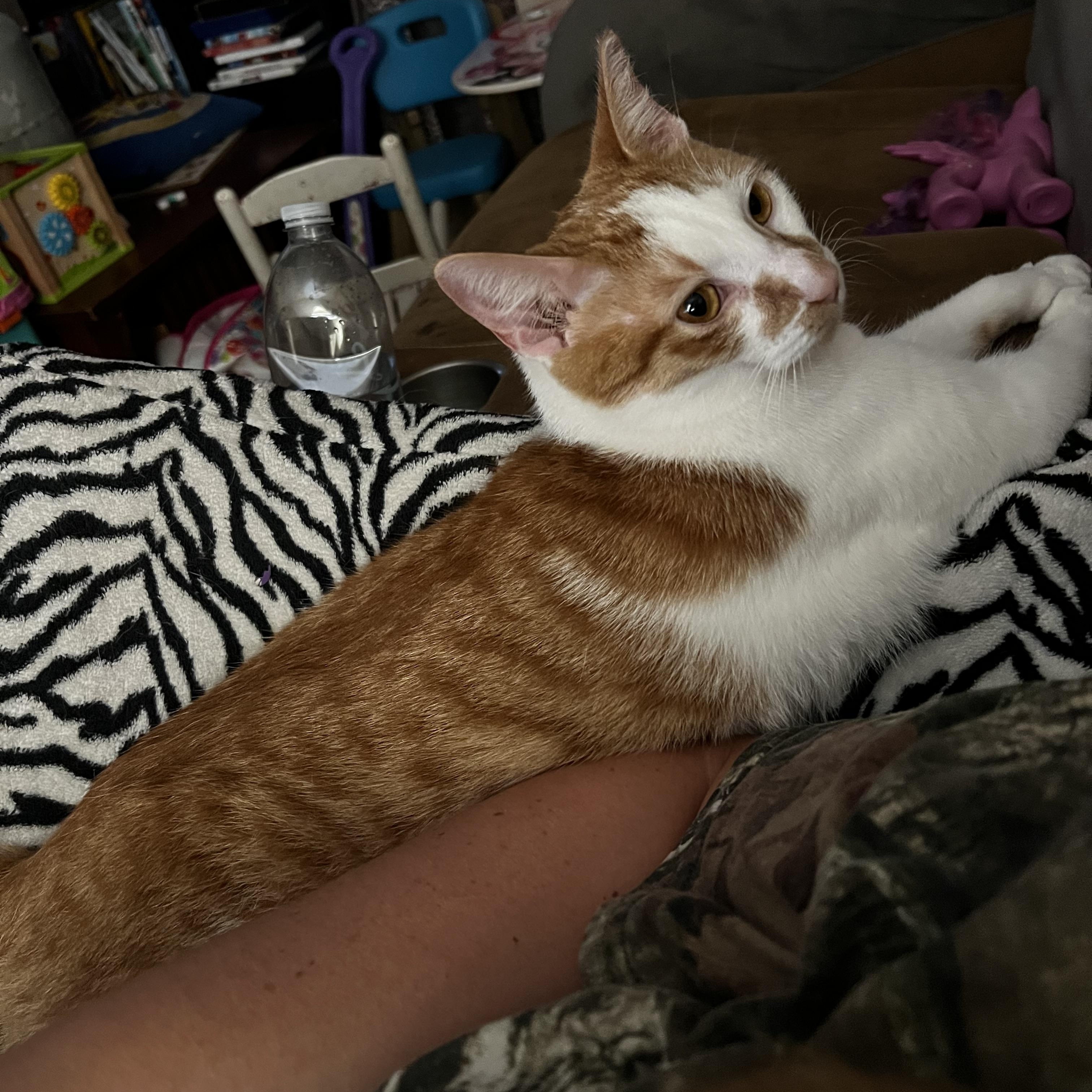 Piglet, an adoptable American Shorthair in Columbia, NC, 27925 | Photo Image 5