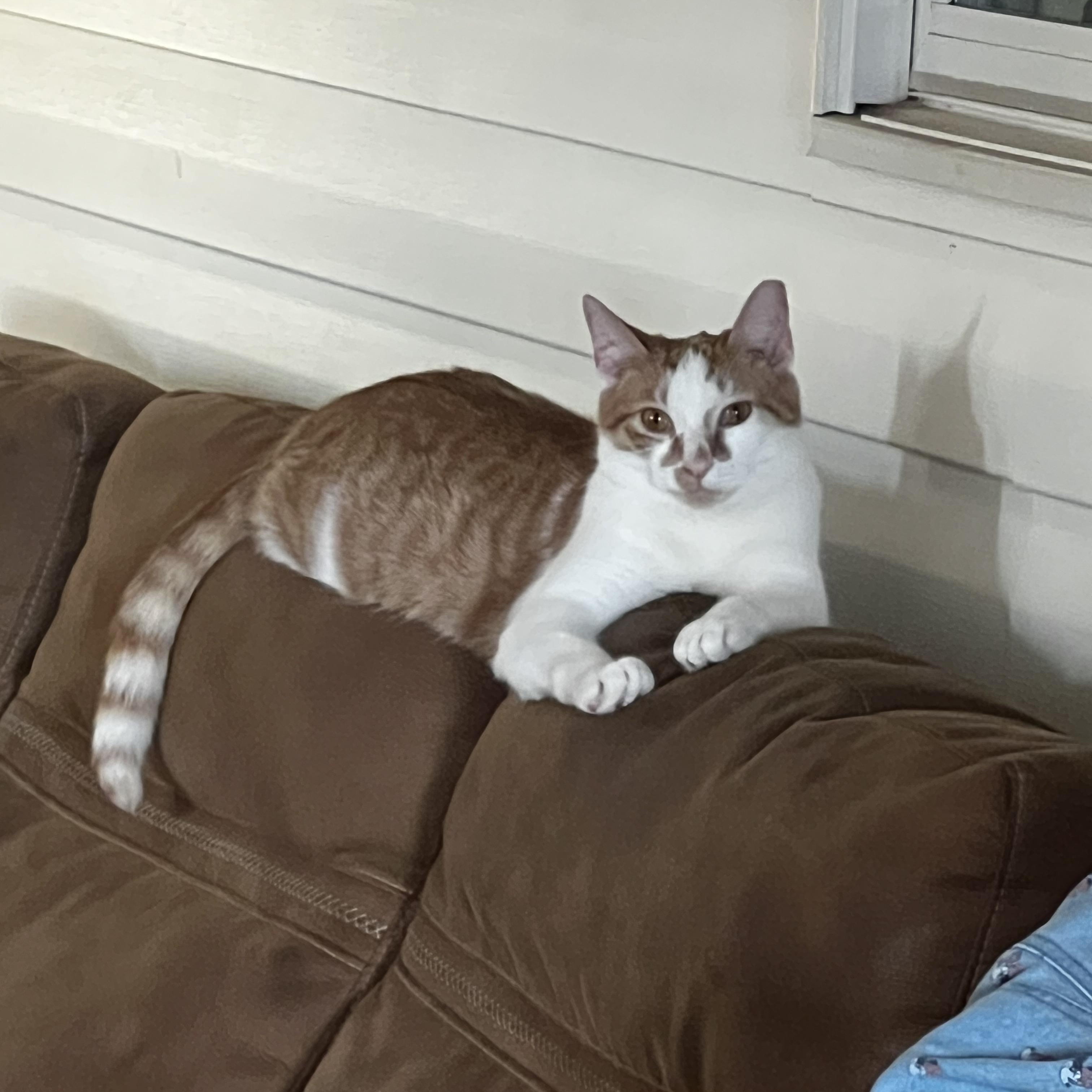 Piglet, an adoptable American Shorthair in Columbia, NC, 27925 | Photo Image 6