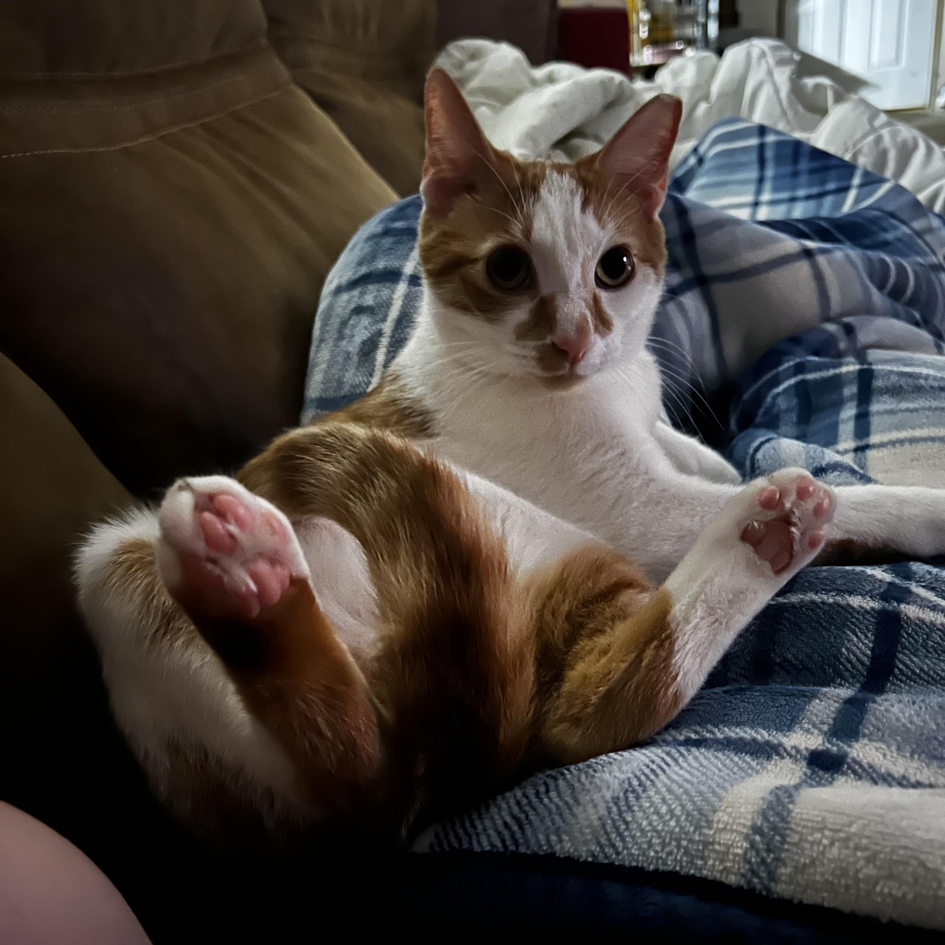 Piglet, an adoptable American Shorthair in Columbia, NC, 27925 | Photo Image 1