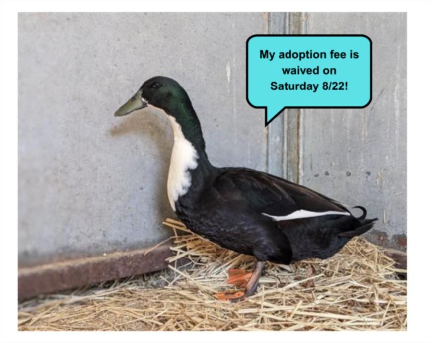 SWEEDEY, Adoptable, Adult Male Duck.