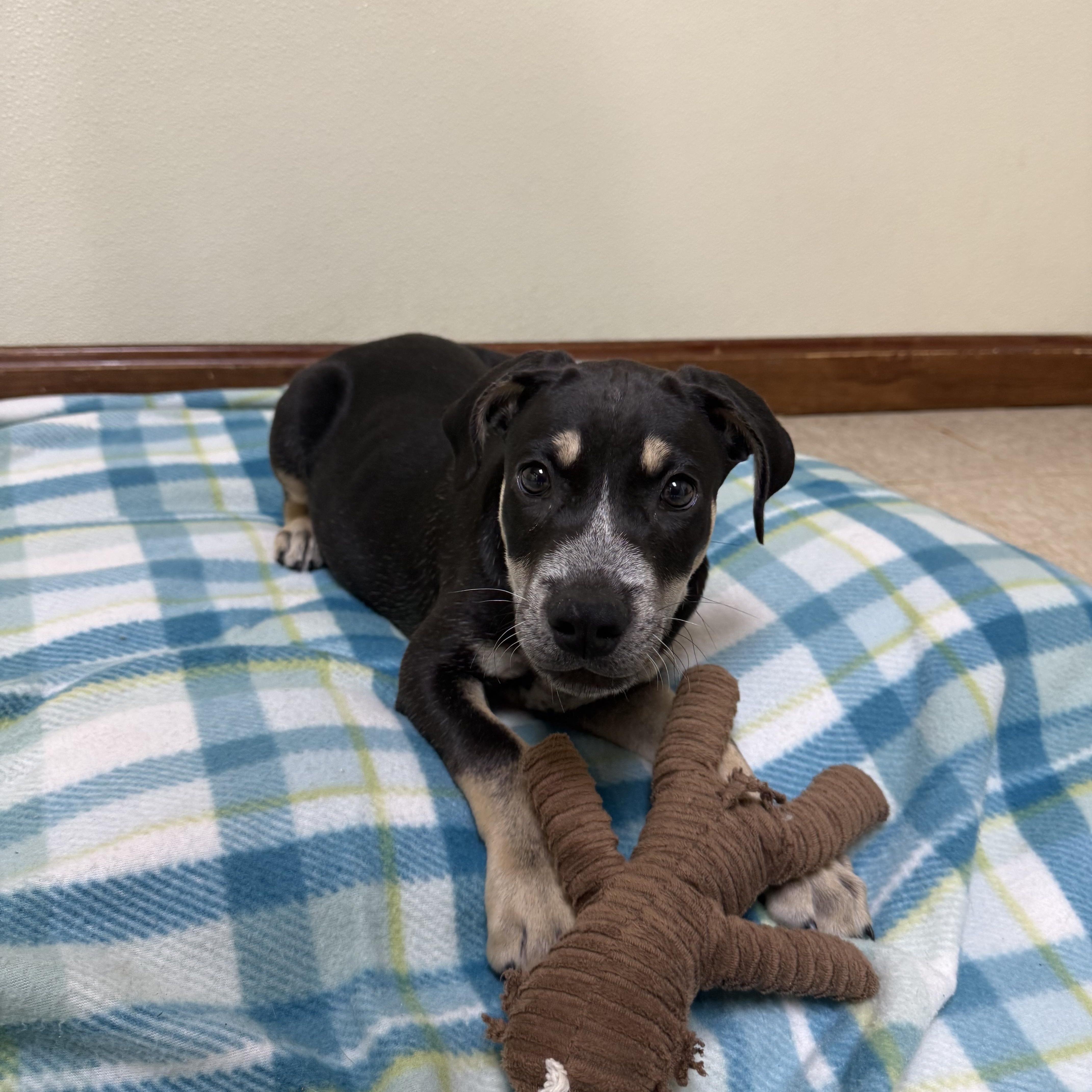 Enlarge Wilder, a ADOPTABLE mixed breed in Douglas, MA image 2/4
